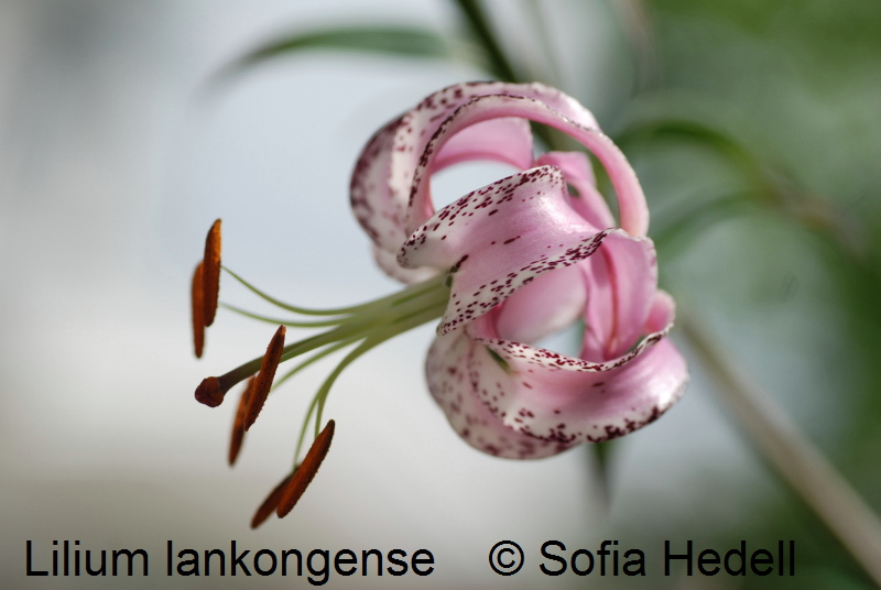Lilium lankongense, Mekonglilja